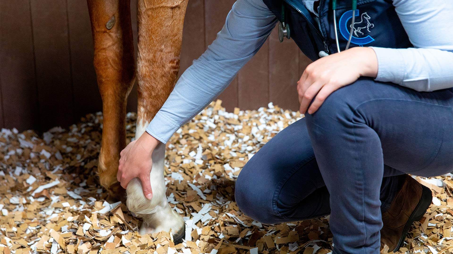 Height Measurement Local Vets in Laughton Cliffe Equine