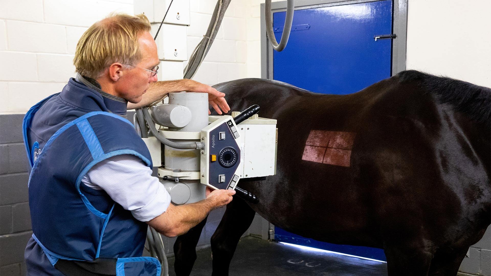 Internal Medicine Local Vets in Laughton Cliffe Equine