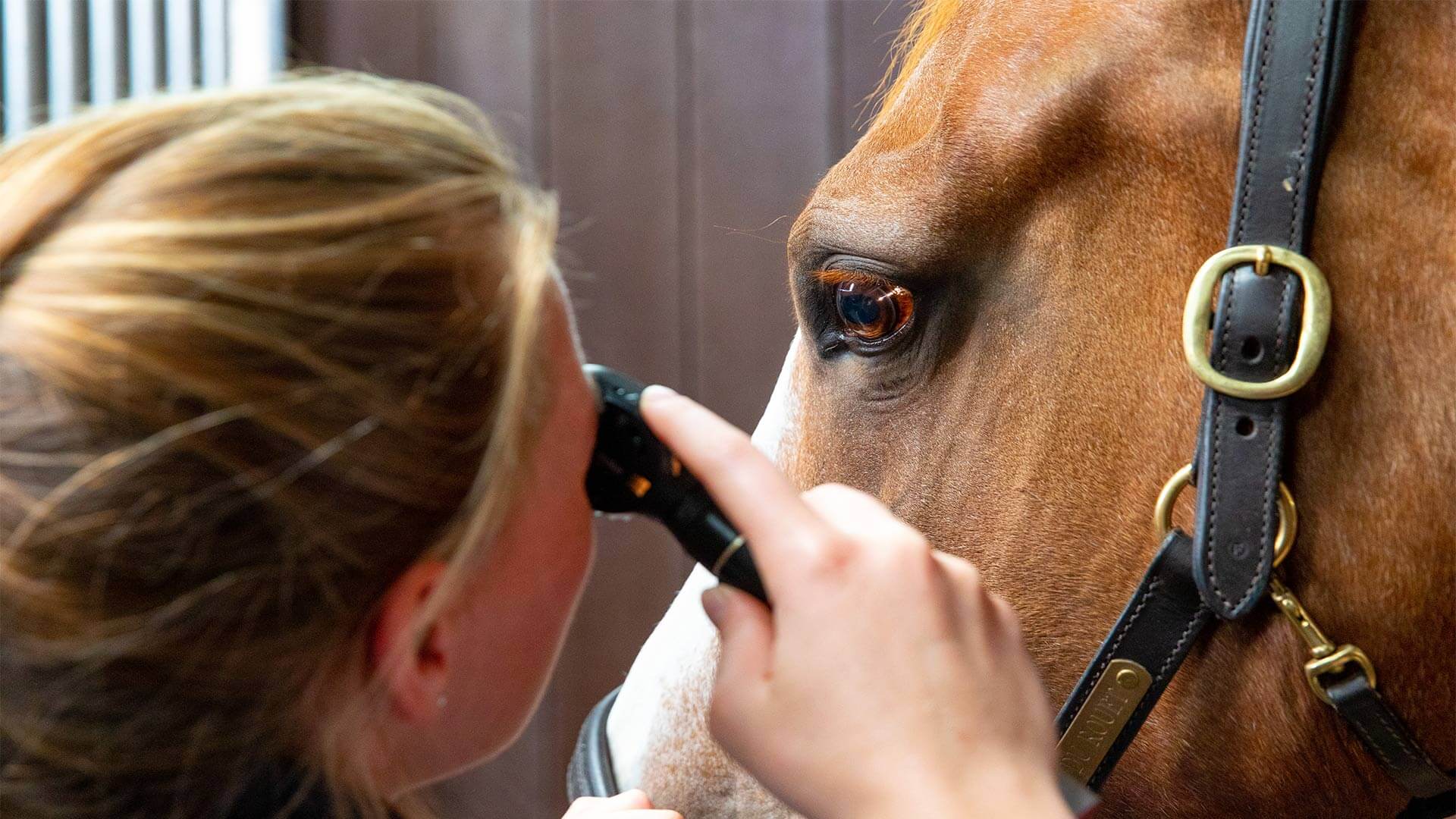 Routine Care Local Vets in Laughton Cliffe Equine