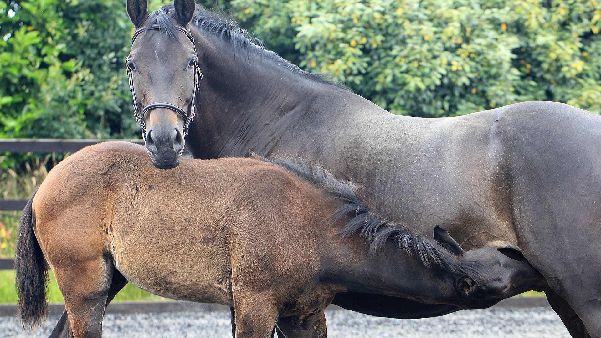 Stud Medicine Local Vets in Laughton Cliffe Equine