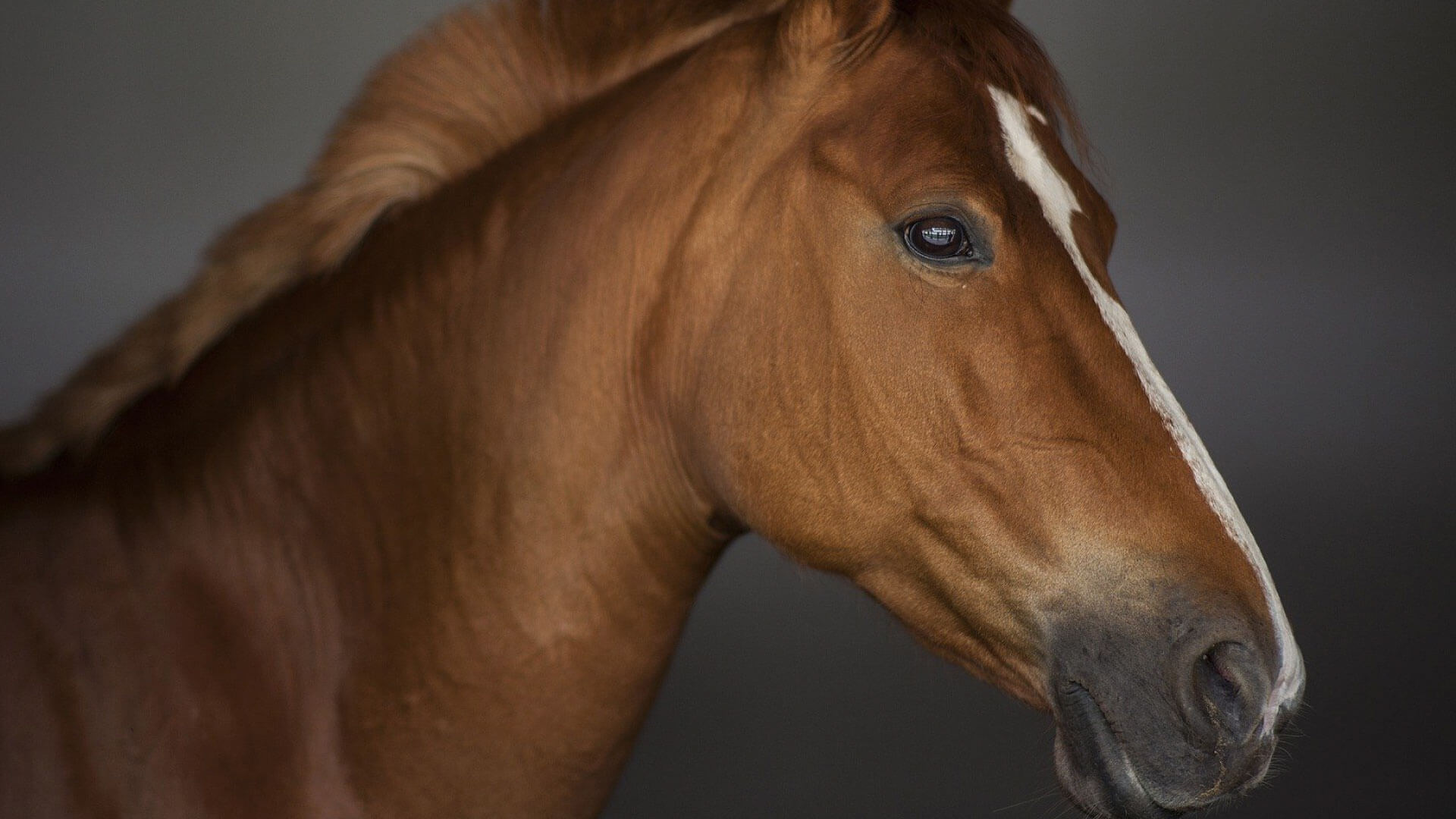 Work Experience Local Vets in Laughton Cliffe Equine