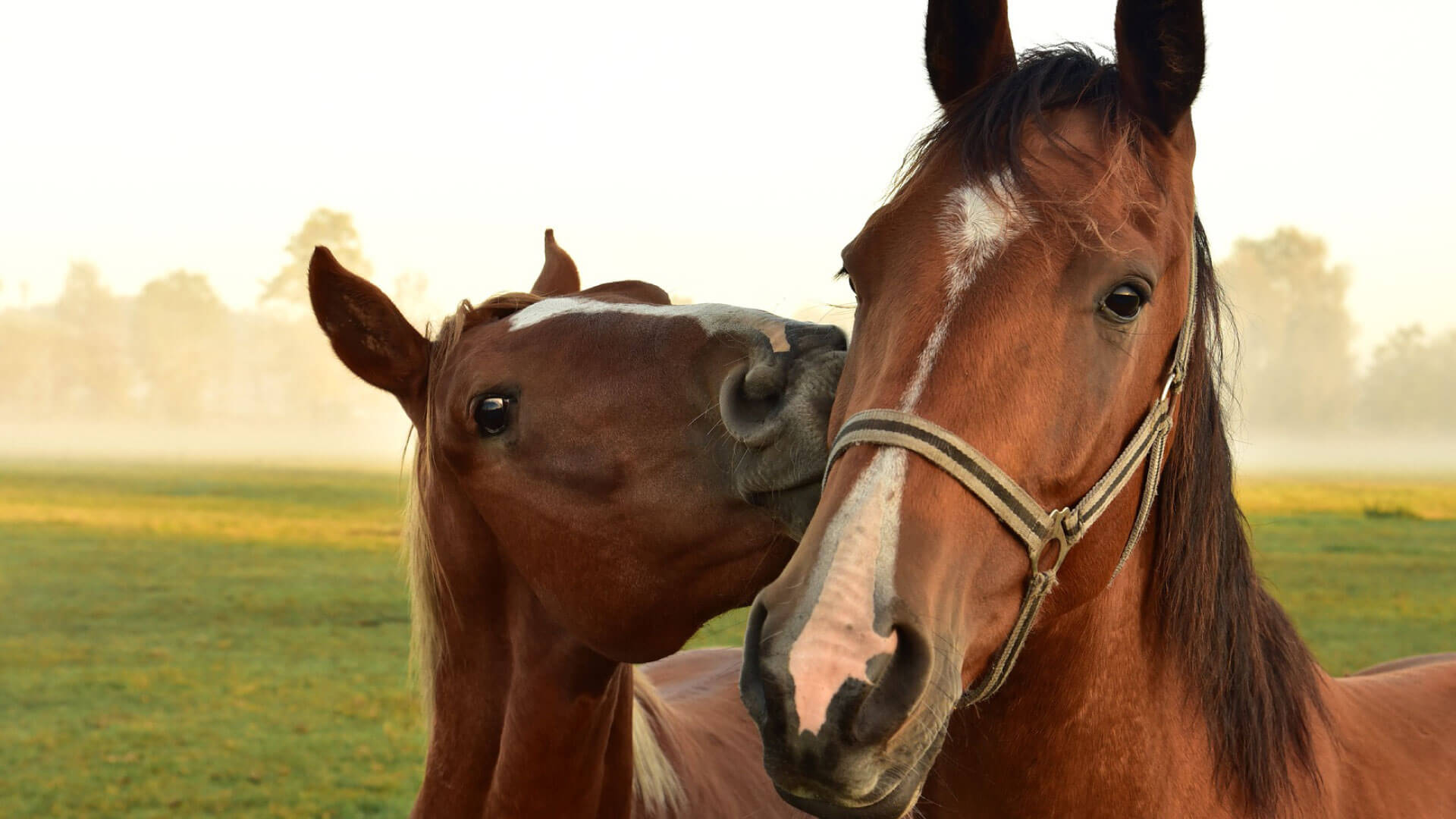 Information Local Vets in Laughton Cliffe Equine
