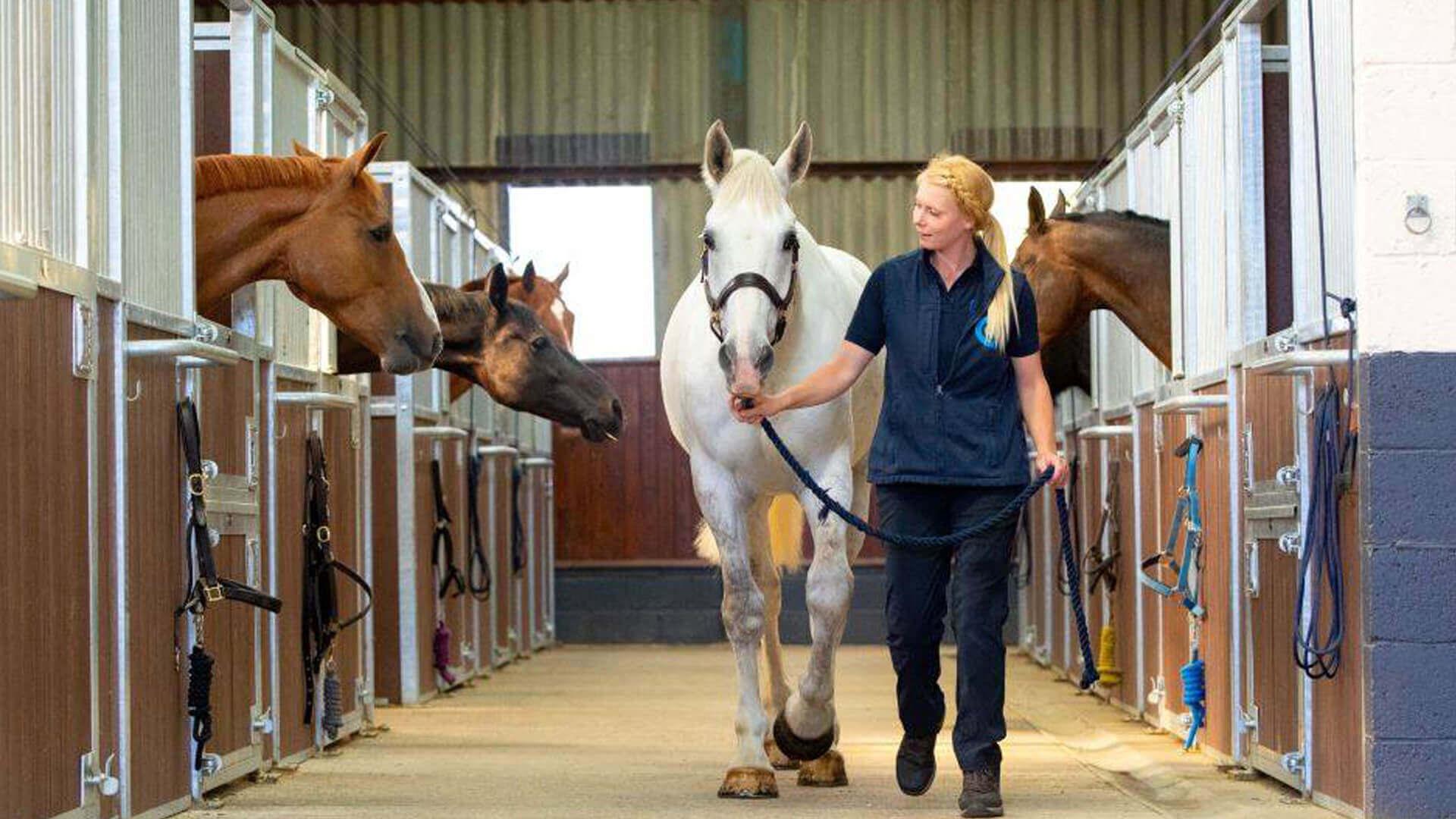 Information Local Vets in Laughton Cliffe Equine