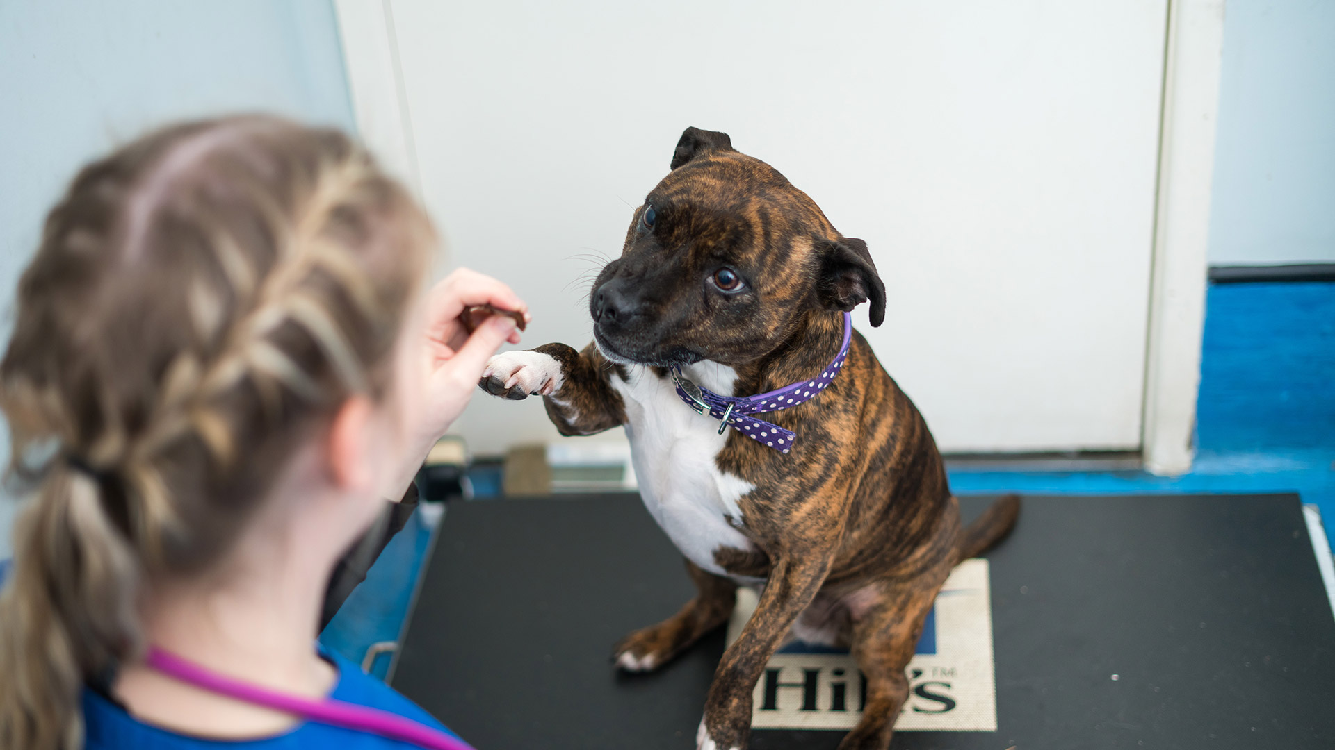 Blog Local Vets in Clifton, Bristol Clifton Vet