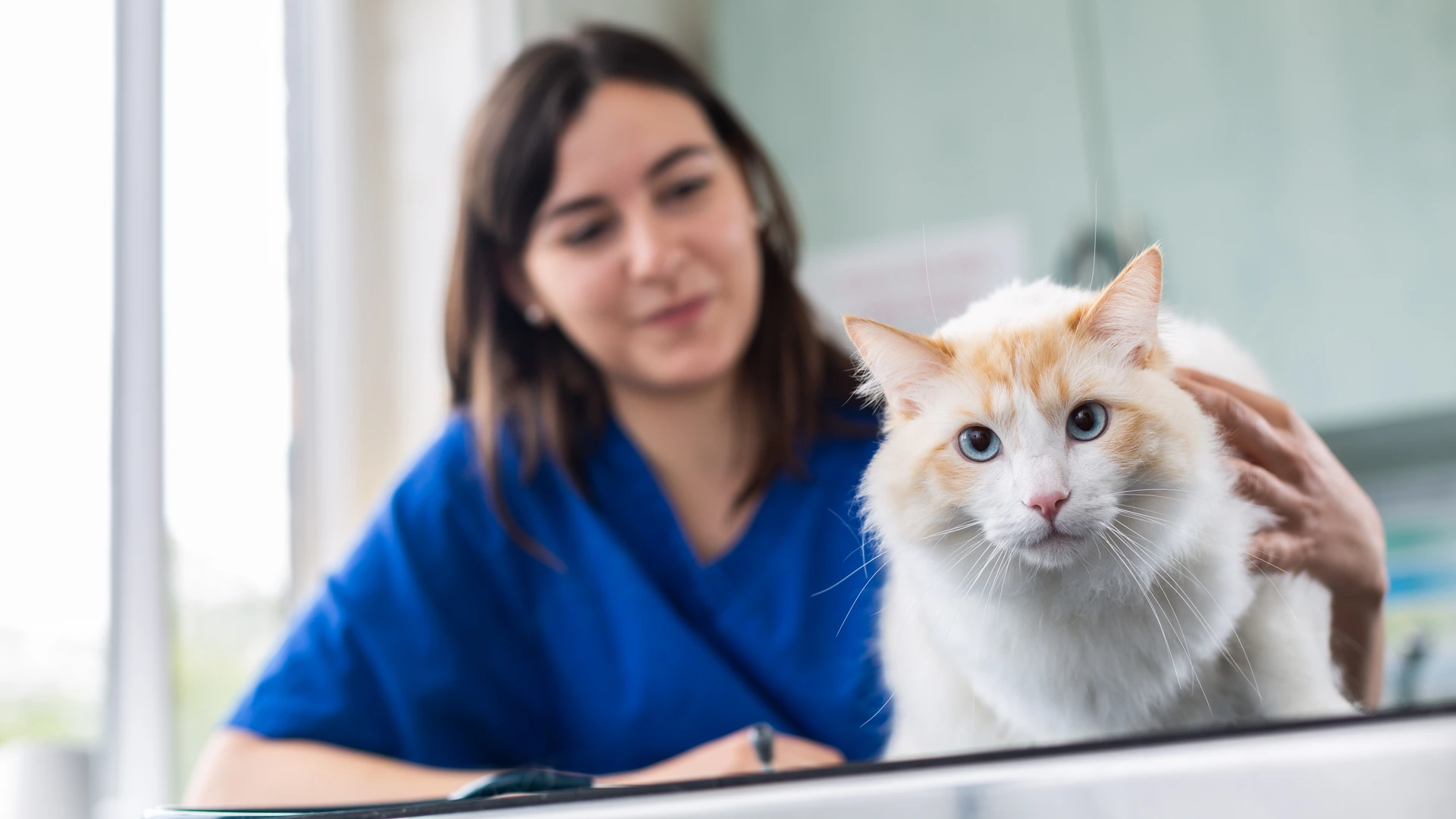 Pet Advice | Local Vets in Stroud and Nailsworth - Clockhouse Vets