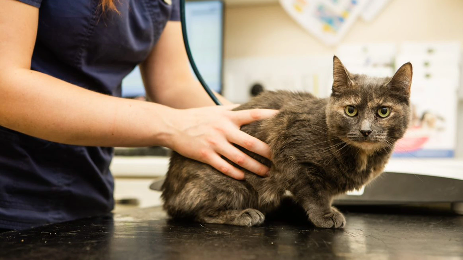 FREE Health Checks For New Pets - Congleton Vets