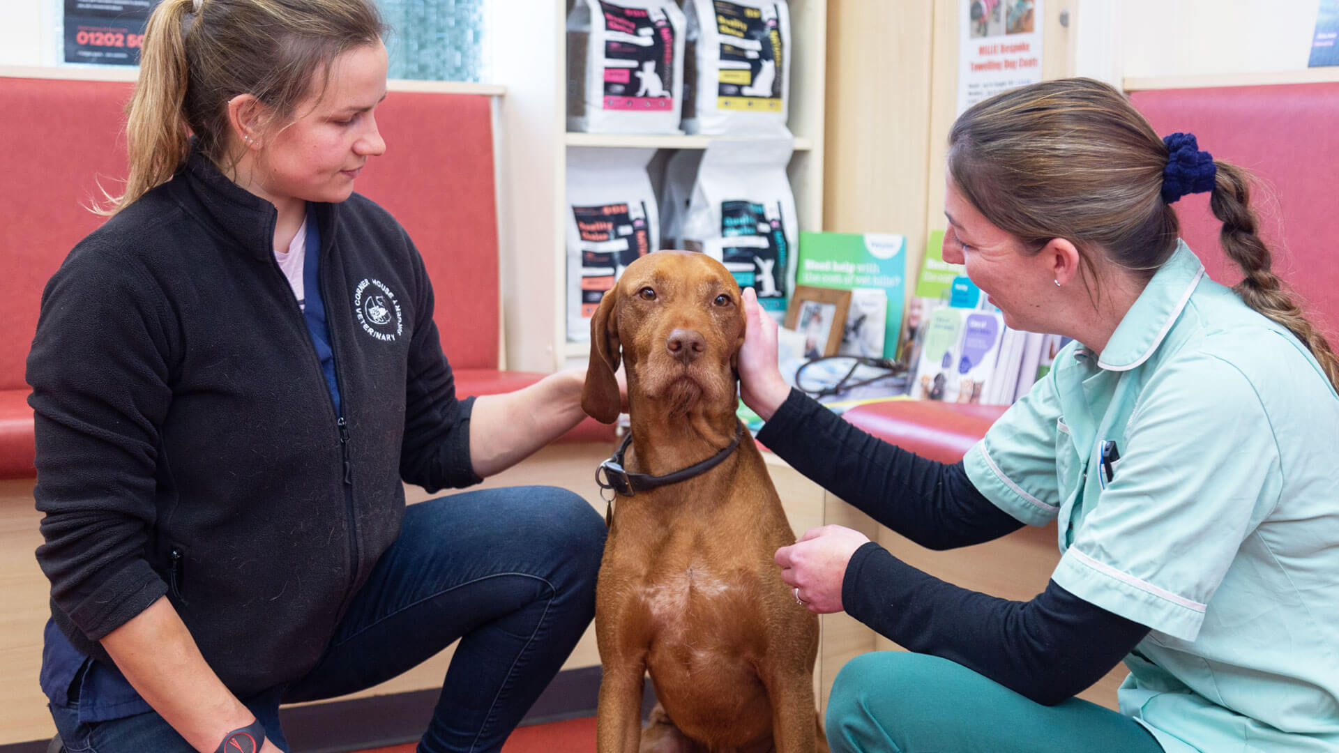 Our Blog | Local Vets in Exmouth and Budleigh Salterton - Corner House Vet Our Blog | Local Vets in Exmouth and Budleigh Salterton - Corner House Vet