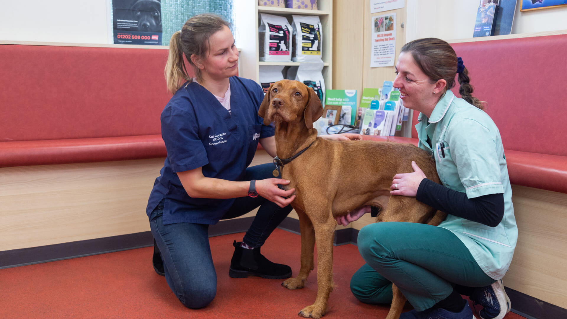 Offers Local Vets in Exmouth and Budleigh Salterton Corner House Vet