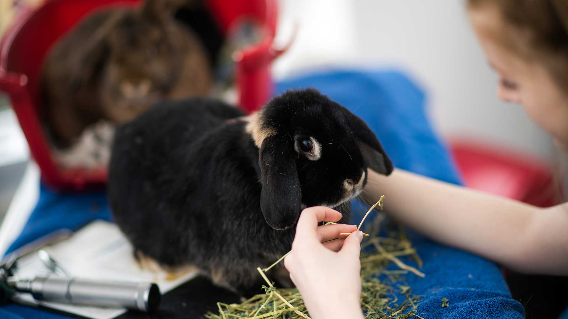 Offers Local Vets in Herne Bay, Kent Corner House Vets