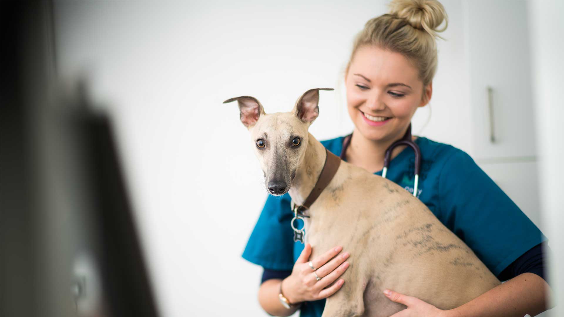 Veterinary Services | Local Vets in Herne Bay - Corner House Vets