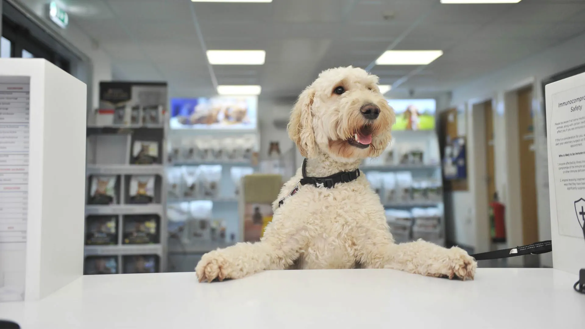 Online Payment Local Vets in Herne Bay Corner House Vets