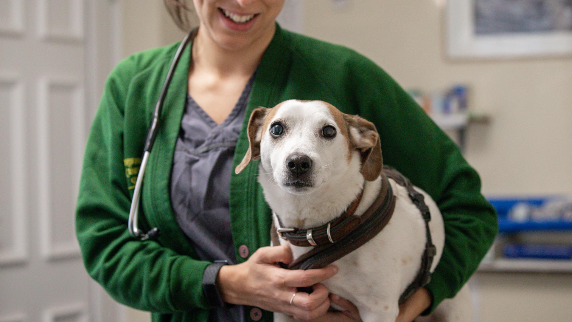 Blog Local Vets in Storrington, Findon and Steyning Crossways