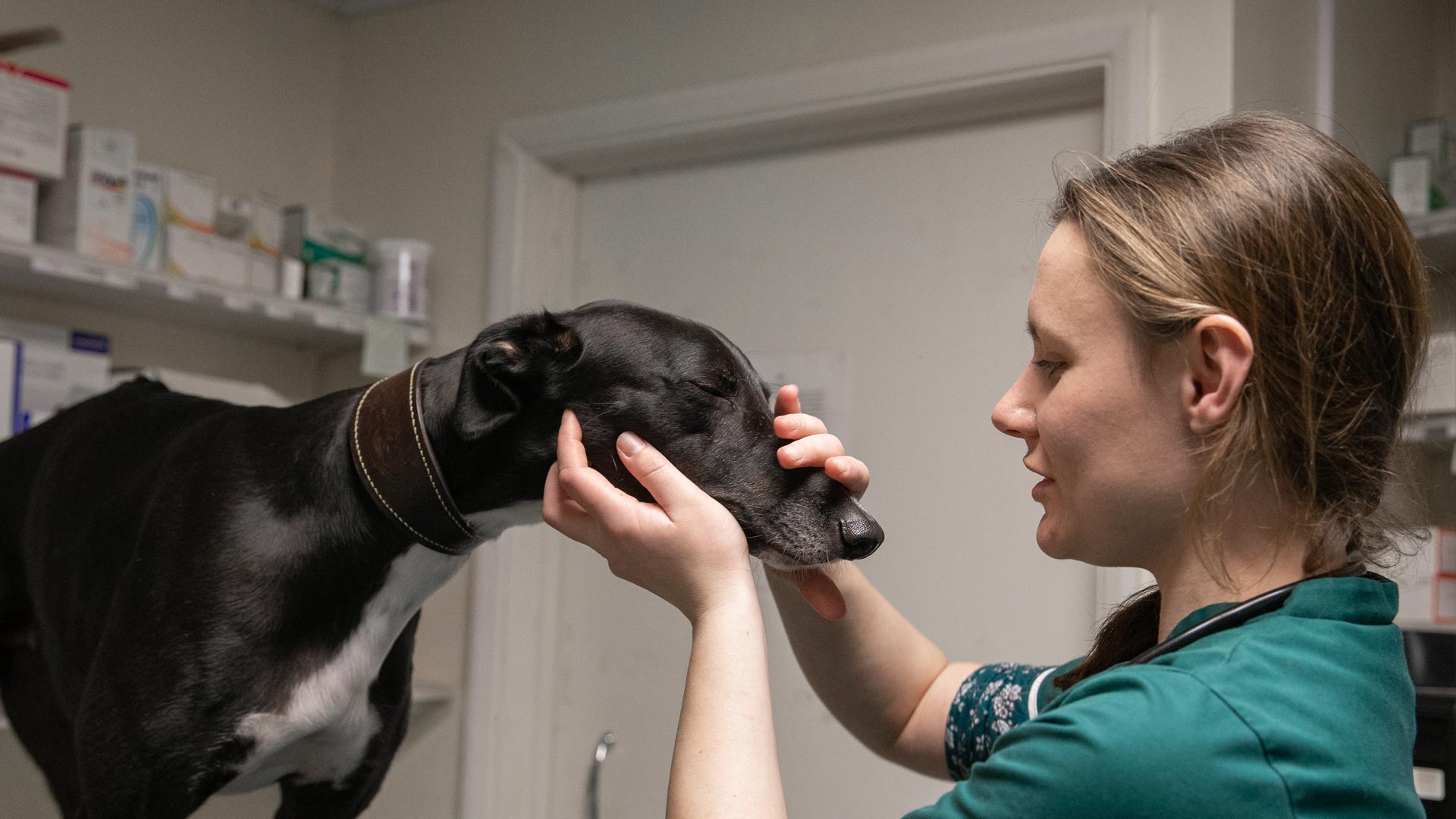 Nurse Clinics Local Vets in Storrington, Findon and Steyning