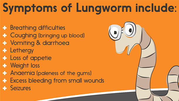 lungworm treatment for dogs