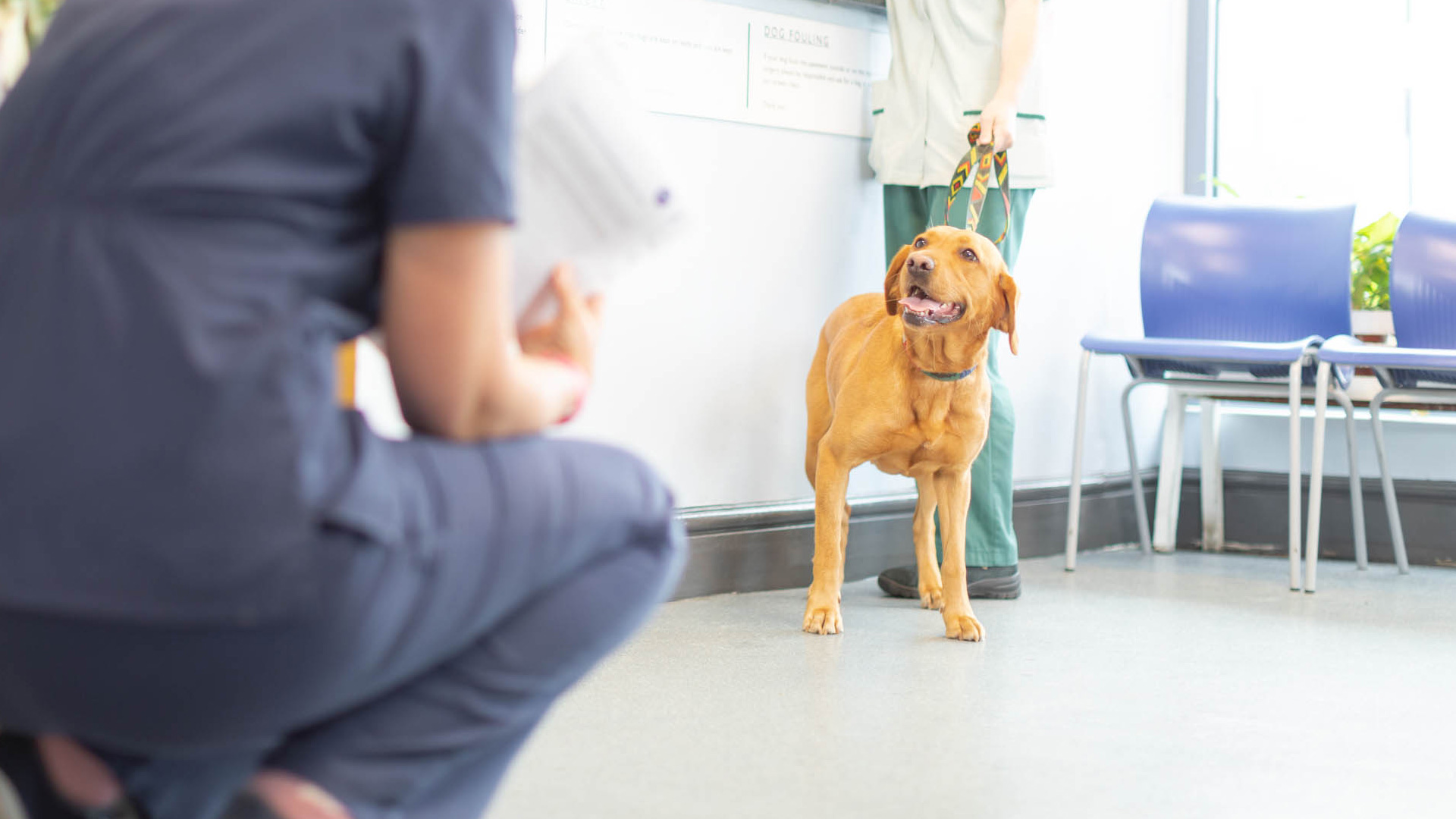 Click & Collect Order Medication Vets in Inverness Crown Vets