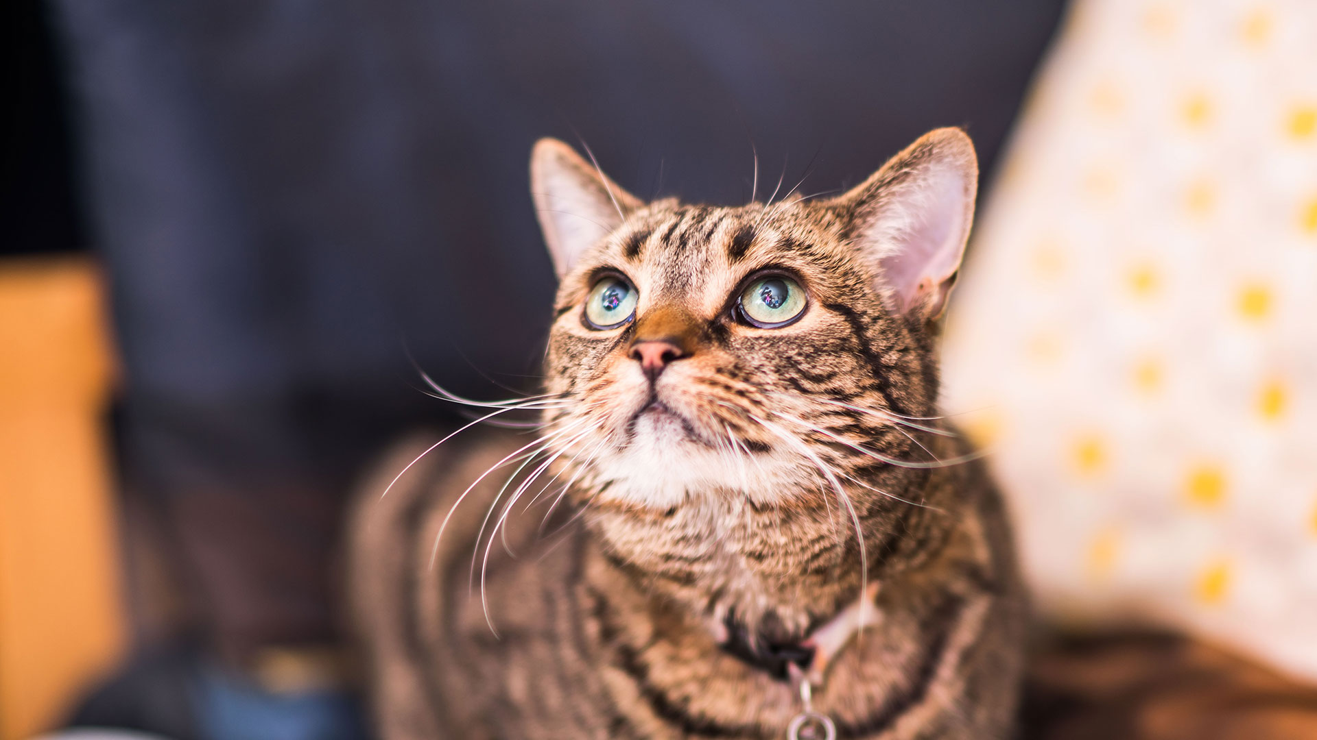 Veterinary Services Local Vets in Farnworth Darley House Vets