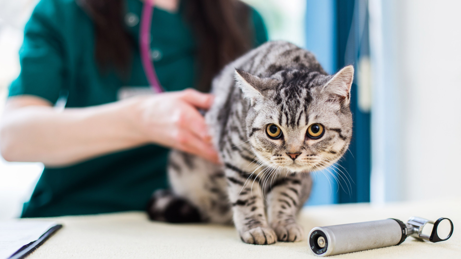 Cat Neutering Advice Local Vets in Weymouth and Dorchester Dave