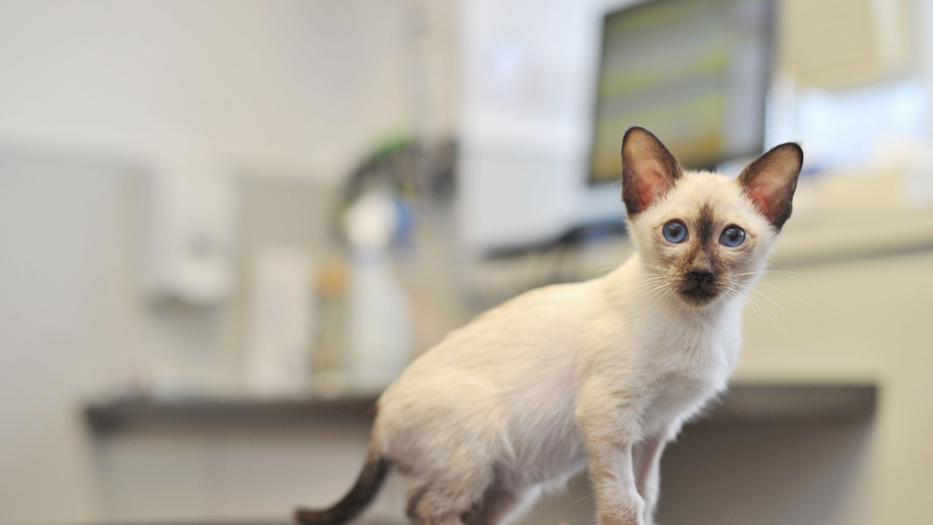 Your New Kitten Local Vets in Weymouth and Dorchester Dave Cumber Vets