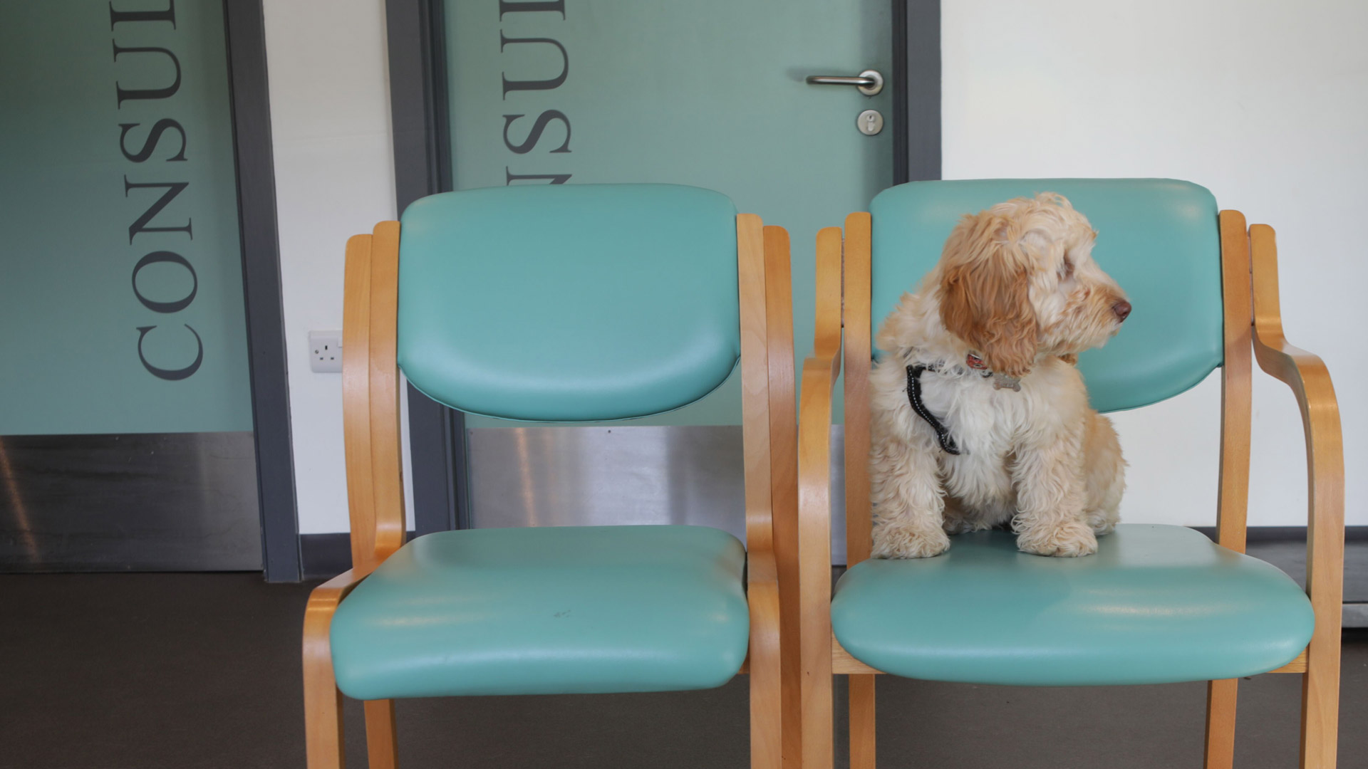 Dog Neutering Advice Local Vets in Weymouth and Dorchester Dave