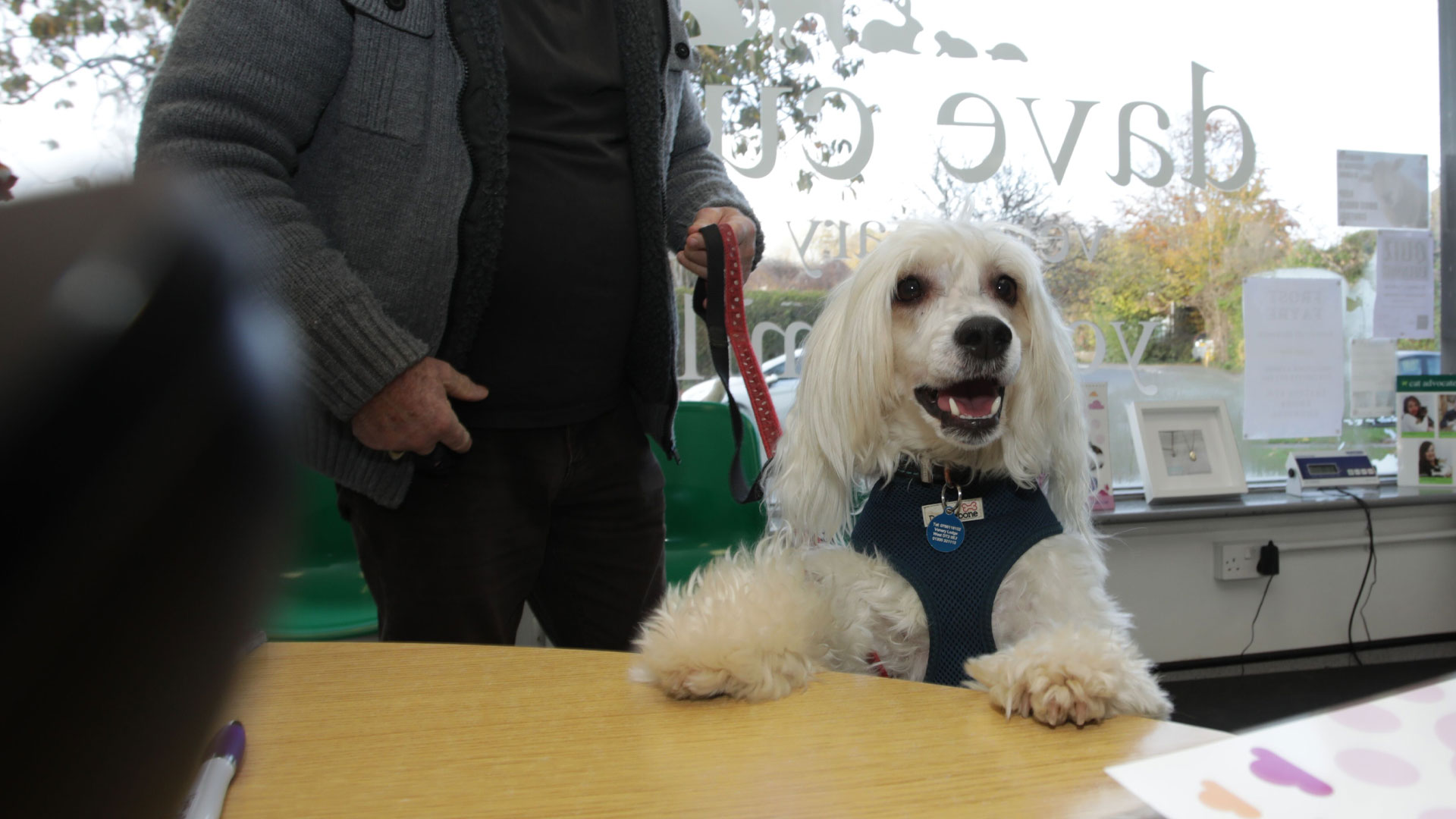 Pet Oral Health Advice Local Vets in Weymouth and Dorchester Dave