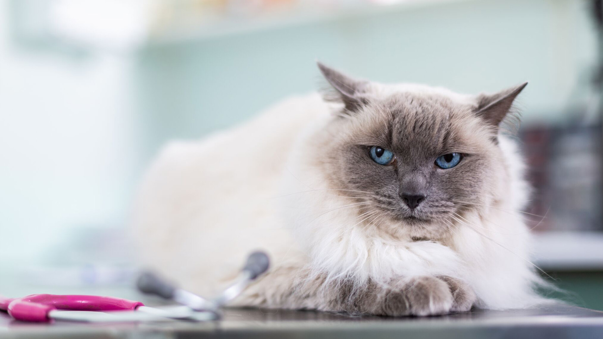 Cat Flea Advice Local Vets in Weymouth and Dorchester Dave Cumber Vets