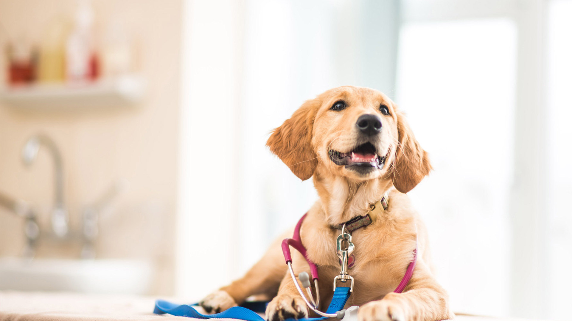 Your New Puppy Local Vets in Weymouth and Dorchester Dave Cumber Vets