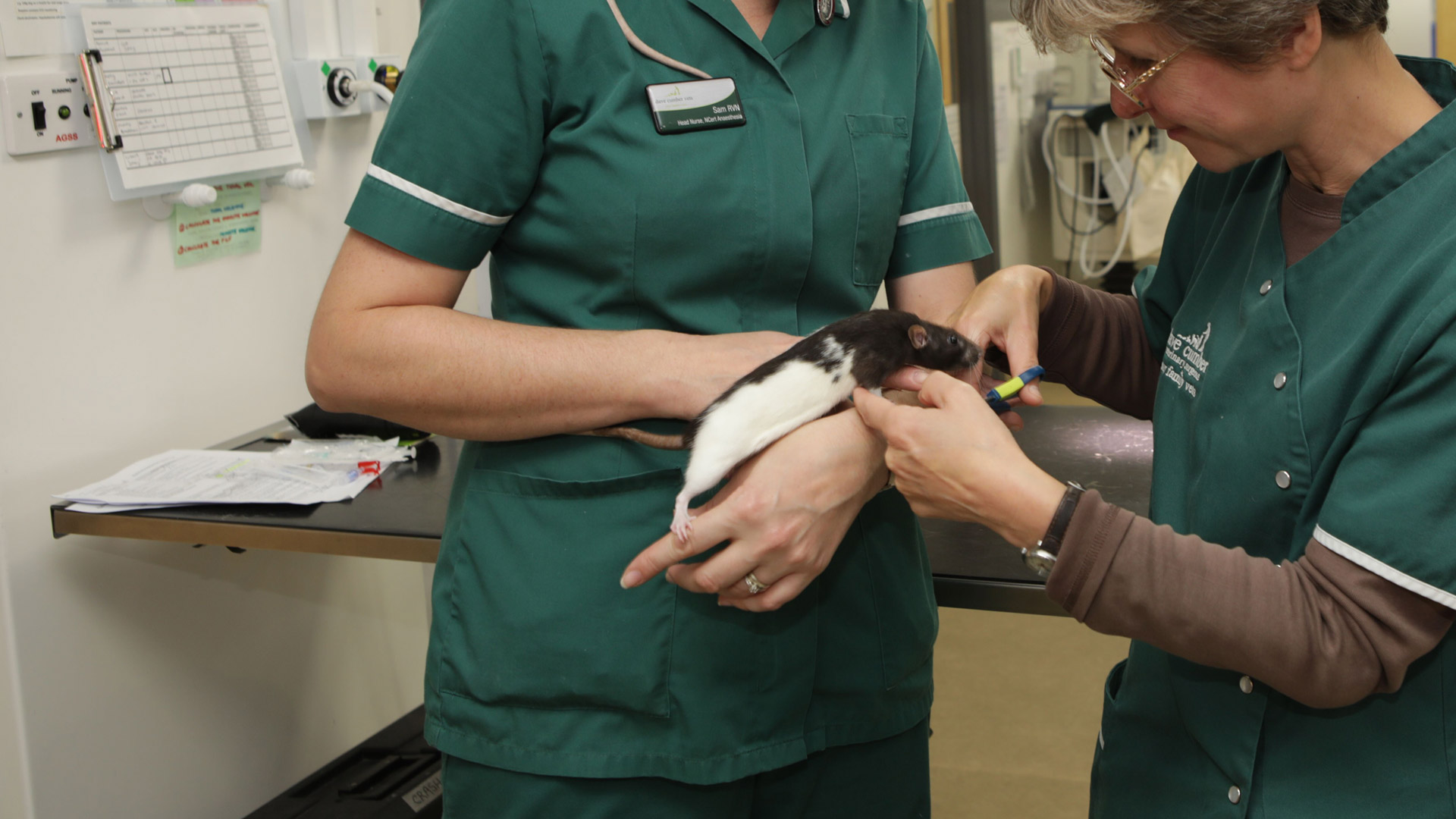 Pet Advice Local Vets in Weymouth and Dorchester Dave Cumber Vets