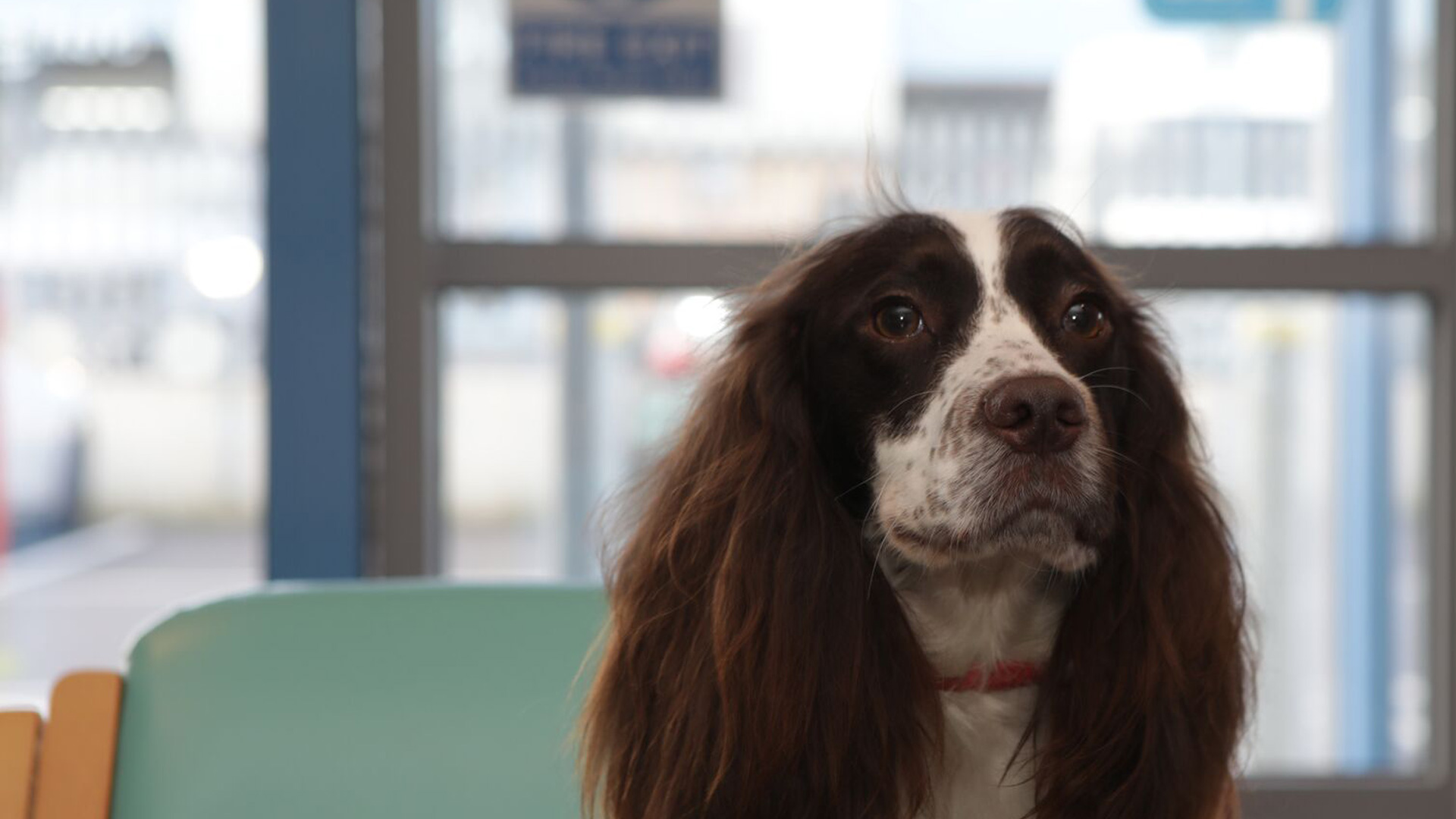 Keyhole Spays Local Vets in Weymouth and Dorchester Dave Cumber Vets