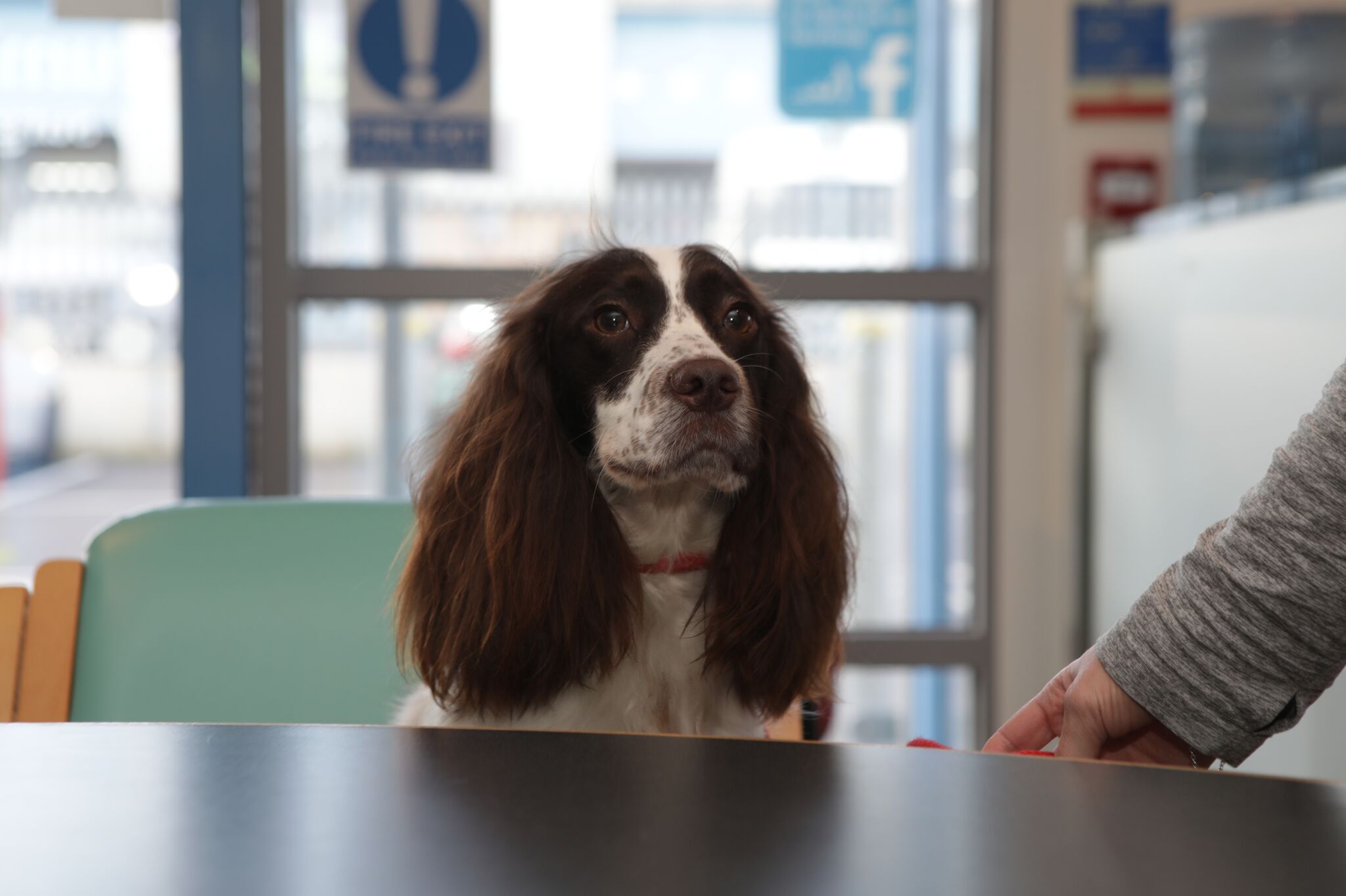 Dog Advice Local Vets in Weymouth and Dorchester Dave Cumber Vets