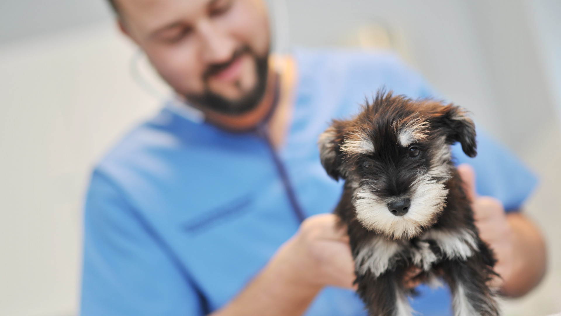 Repeat Prescriptions Local Vets in Taunton and Deane Vets