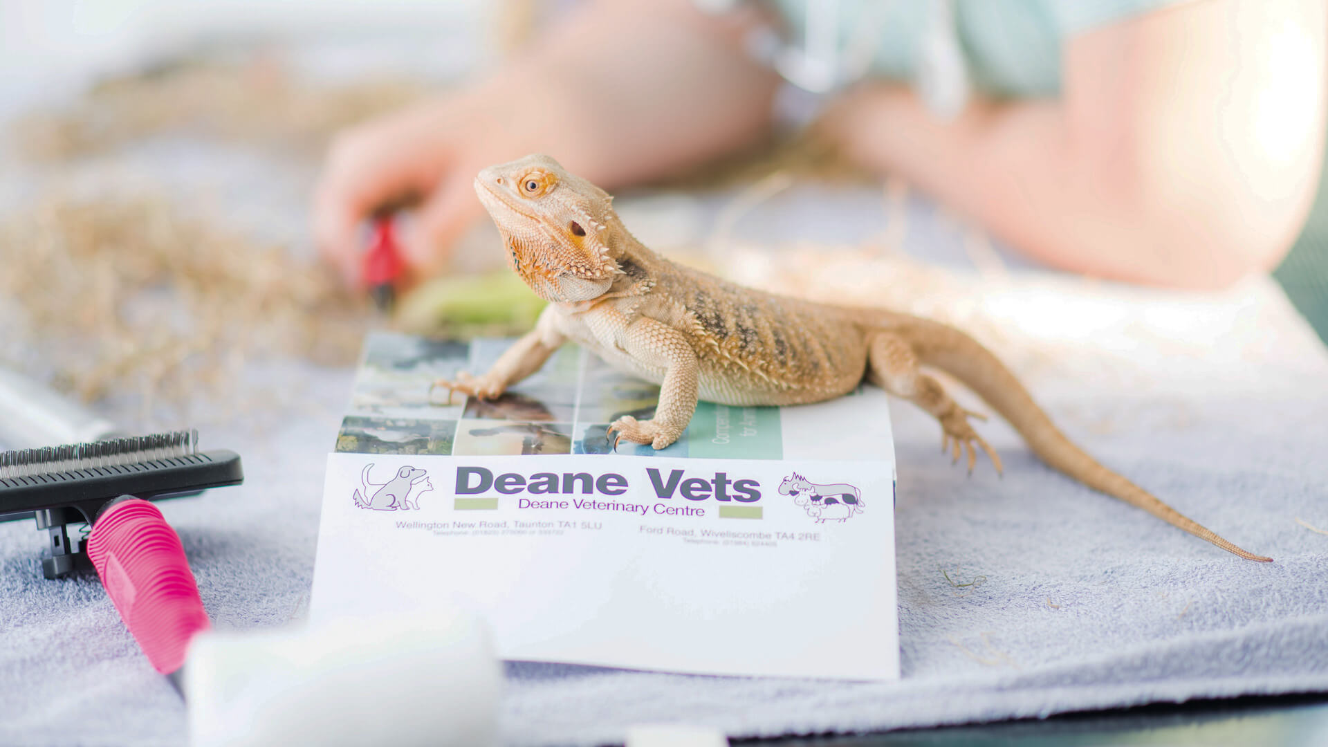 Contact Us Local Vets in Taunton & Deane Vets