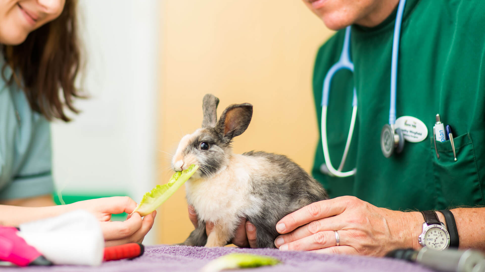 Veterinary Nurse Clinics Local Vets in Taunton and