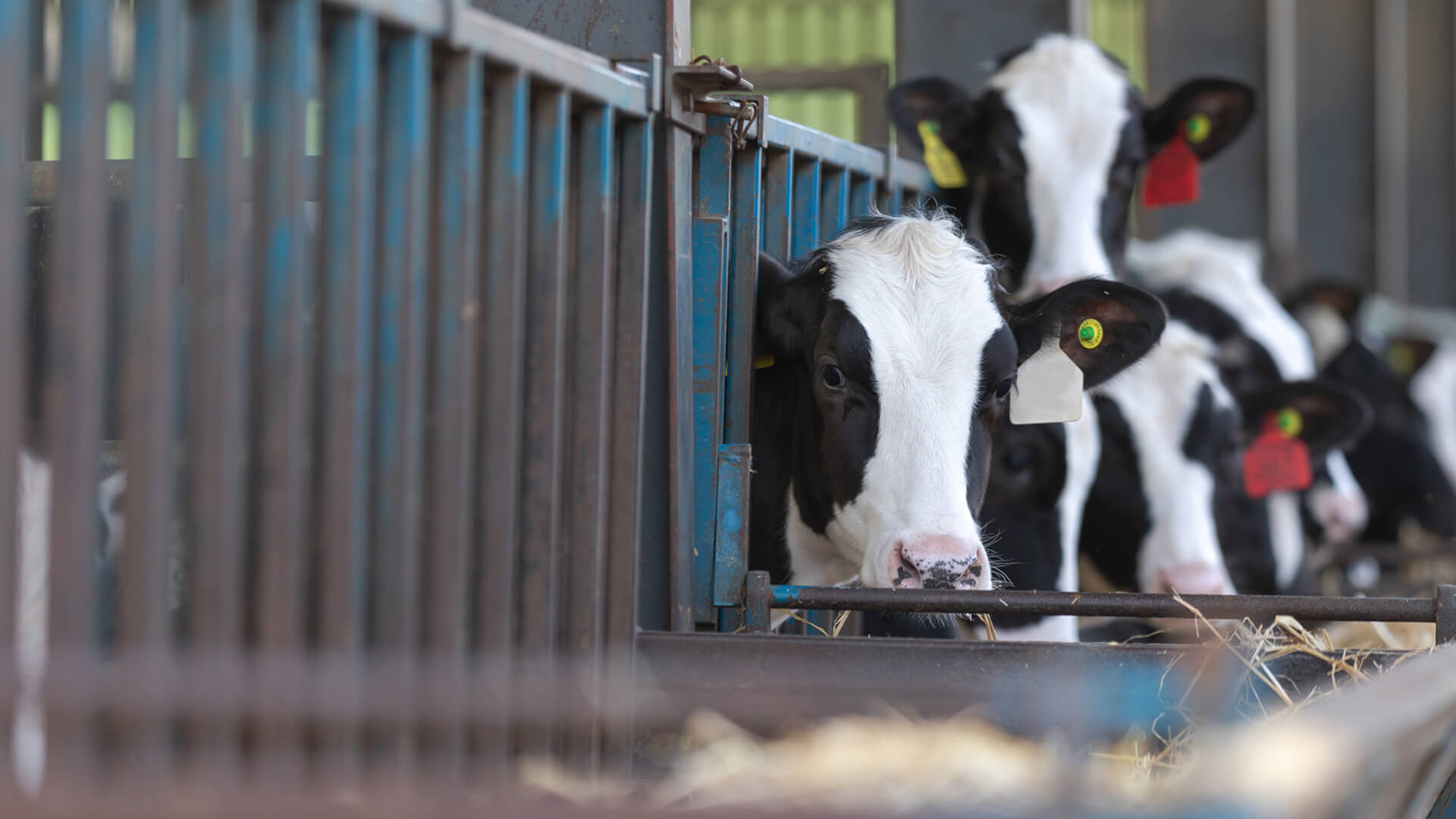 Vets in Castle Cary Dairy Vets in Somerset Delaware Farm Vets