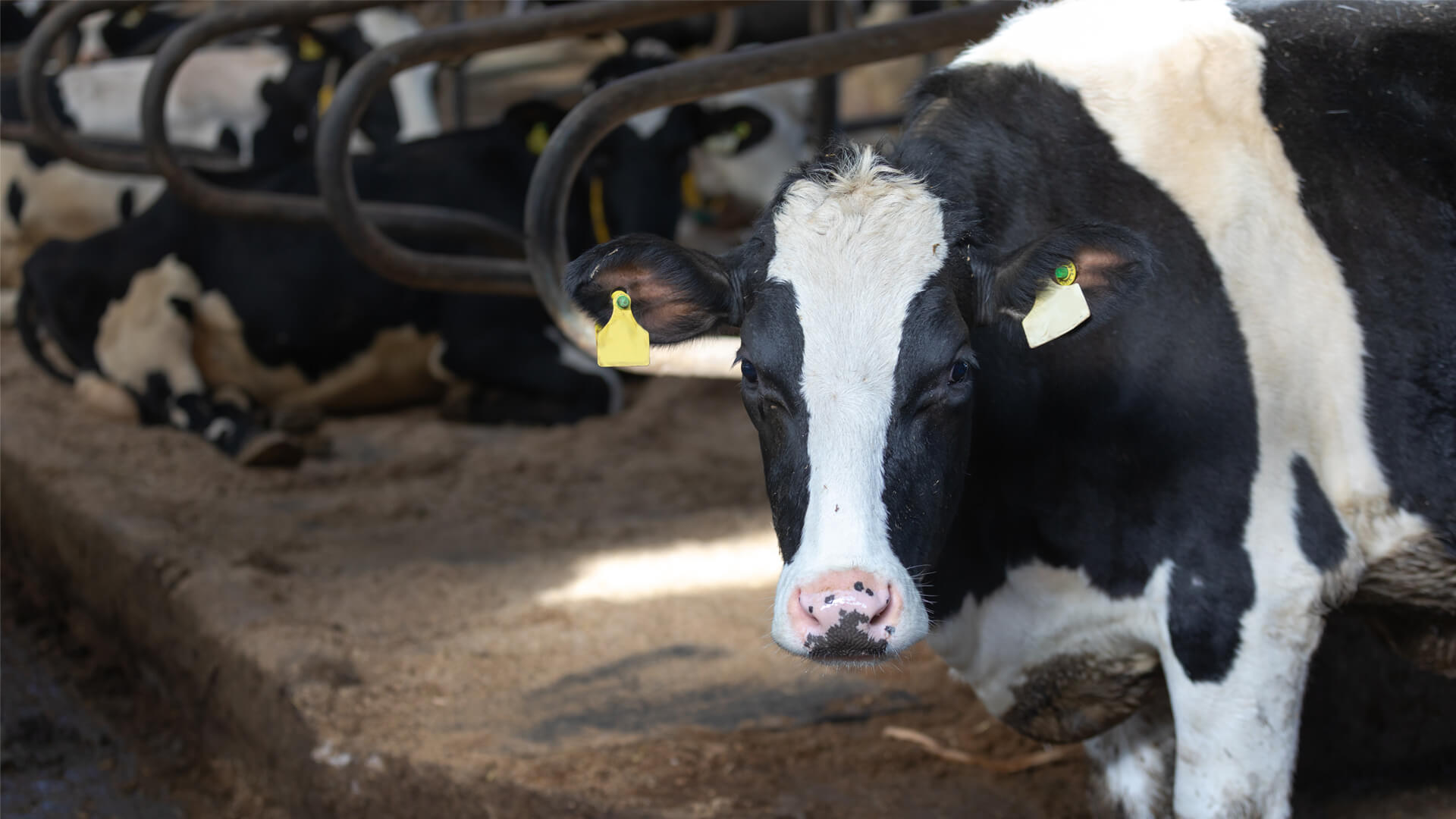 Large Animal Foot Trimming | Local dairy vets in Somerset - Delaware ...