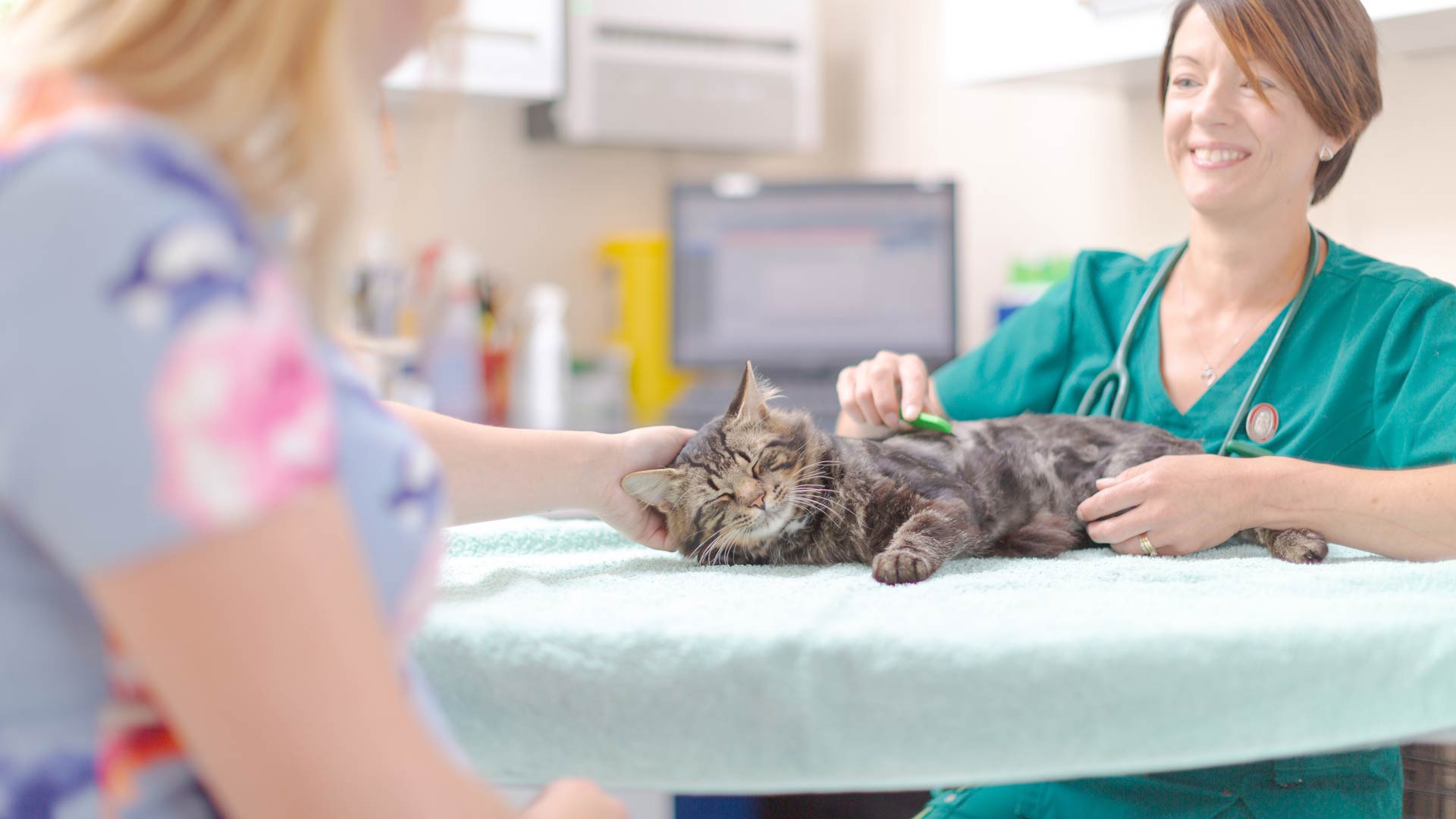 Healthy Pet Scheme Local Vets in Castle Cary and Yeovil Delaware Vets