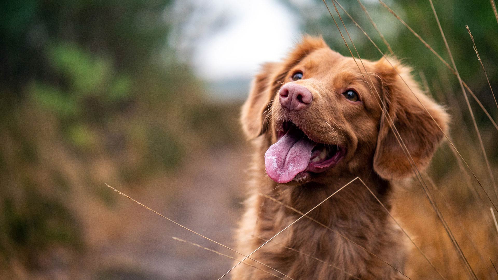 About us Local Vets in Evesham and Pershore De Montfort Vets