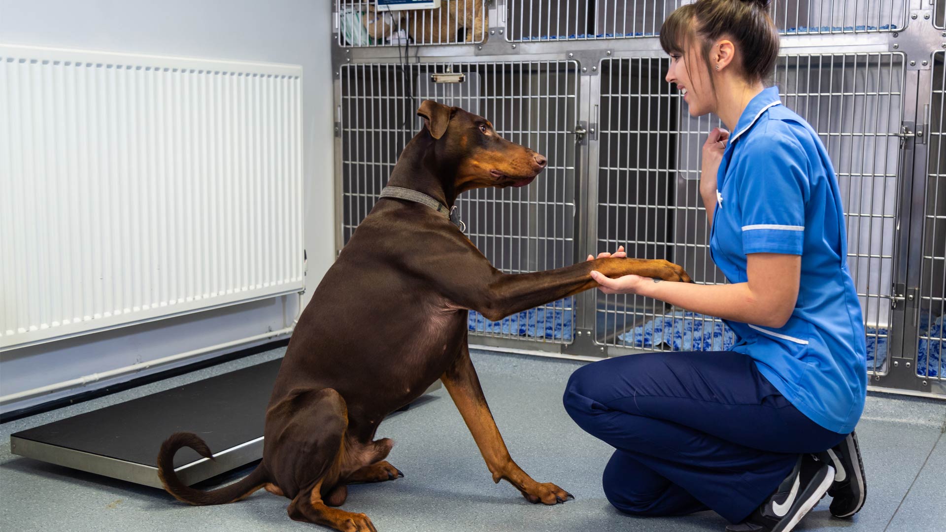 Nurse Clinics Local Vets in Evesham De Montfort Vets