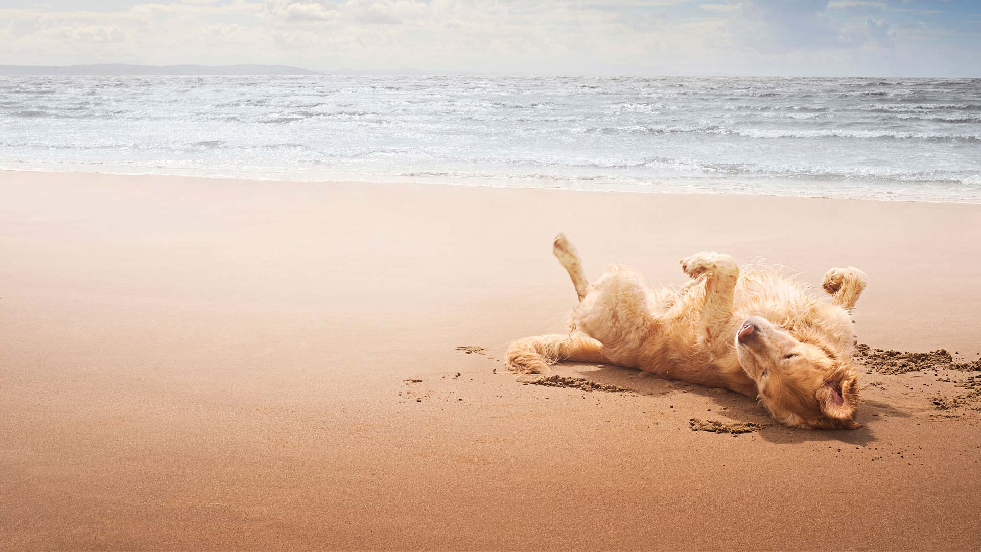Pet Travel | Local Vets in Evesham - De Montfort Vets