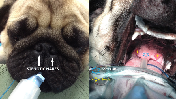 How Much Is Dog Soft Palate Surgery