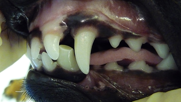 what are incisor teeth in dogs