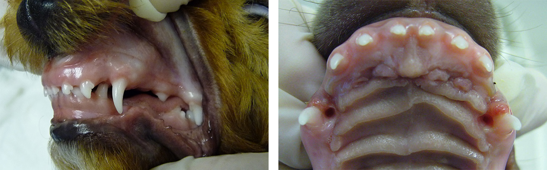 Common Dental Cases Veterinary Dental Services Dental Vets