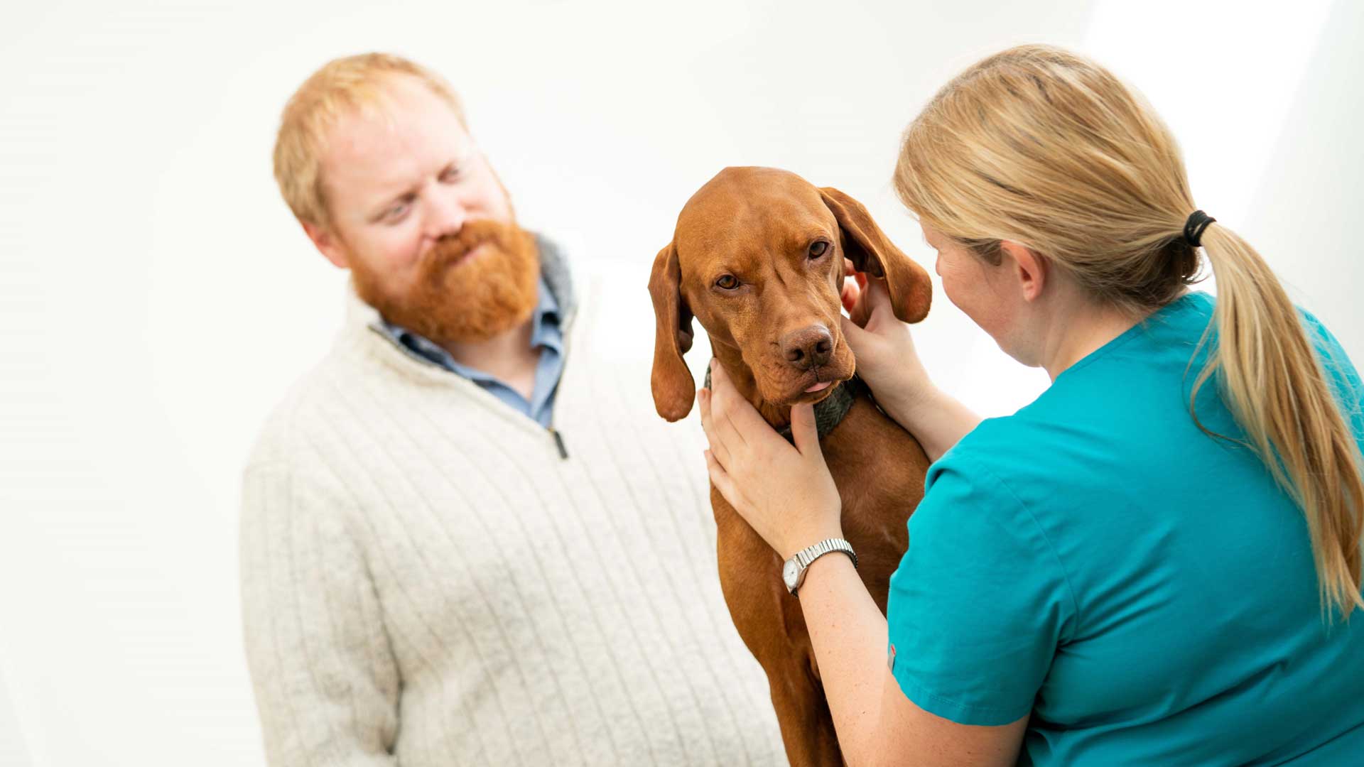 Veterinary Dental Services Dental Vets in Haddington Dental Vets