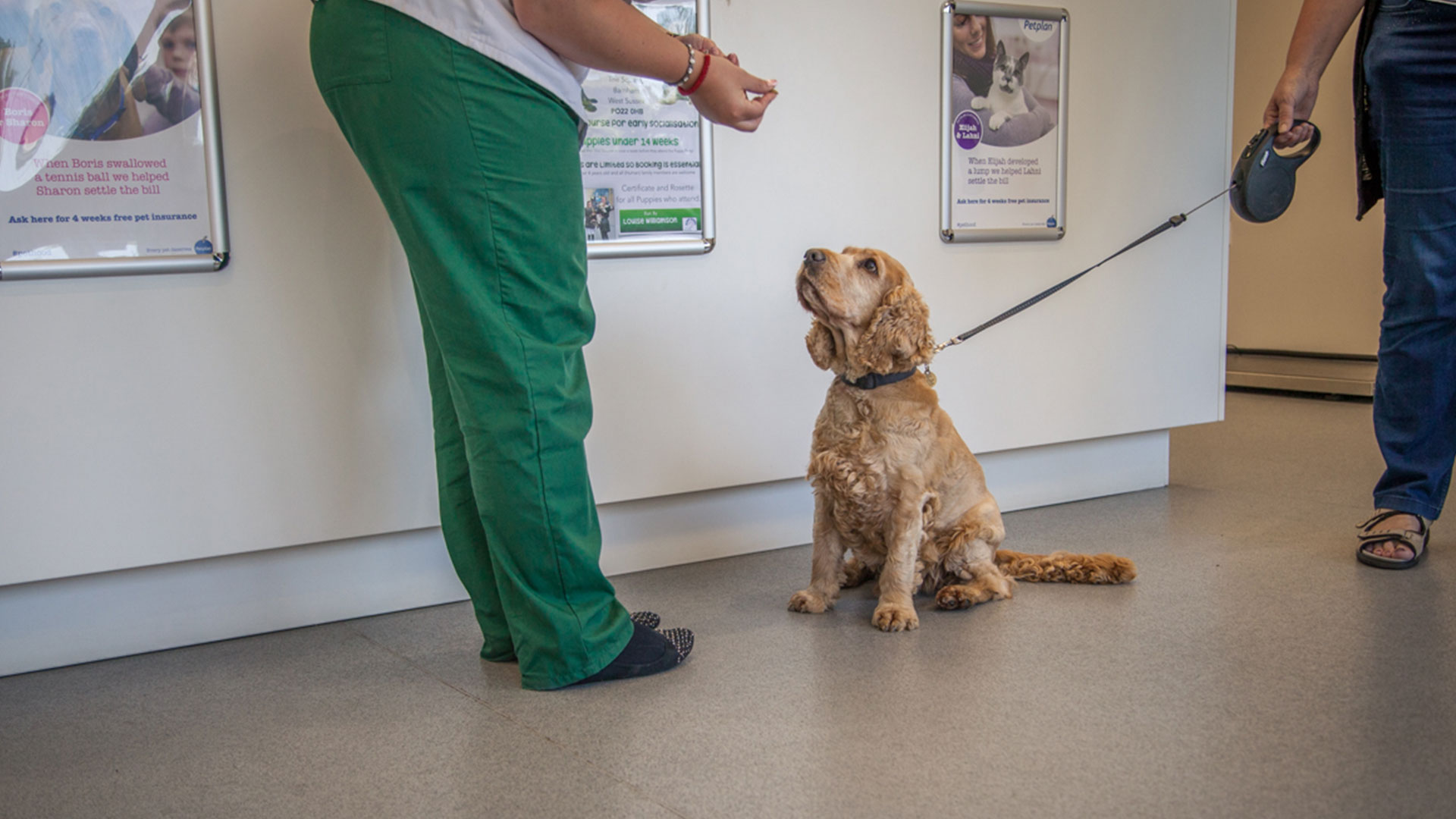 Veterinary Services | Local Vets in East Sussex - Downland Vets