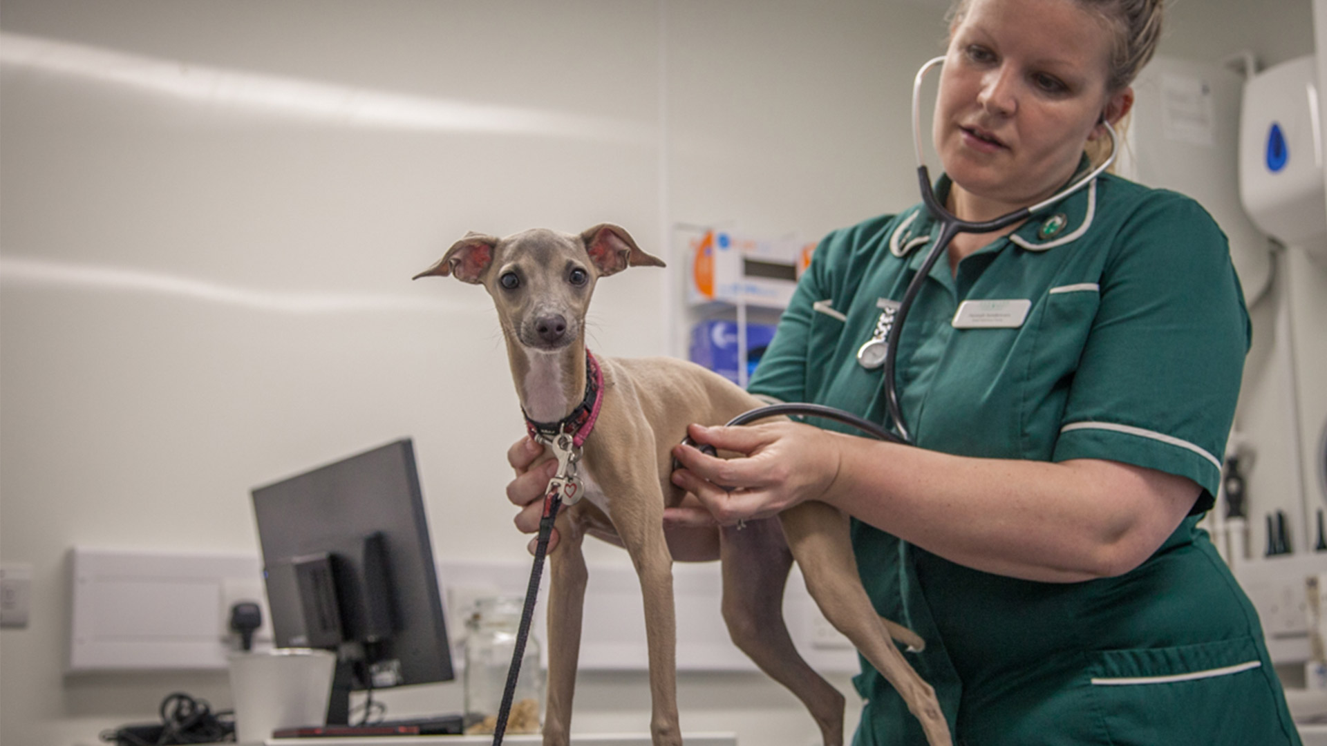 emergency-vets-in-hamshire-and-west-sussex-and-east-sussex-downland-vets
