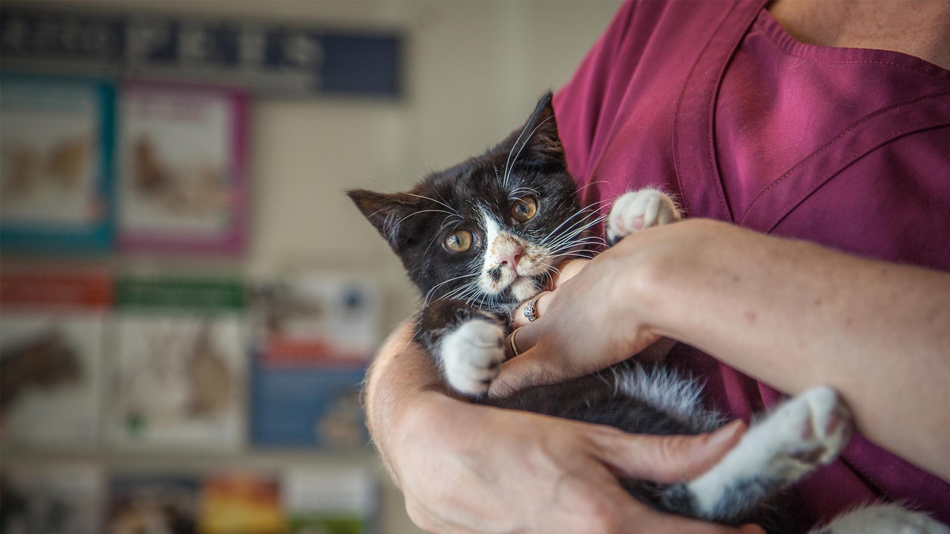 Repeat Prescriptions Local Vet in Peterborough Hampton Vets