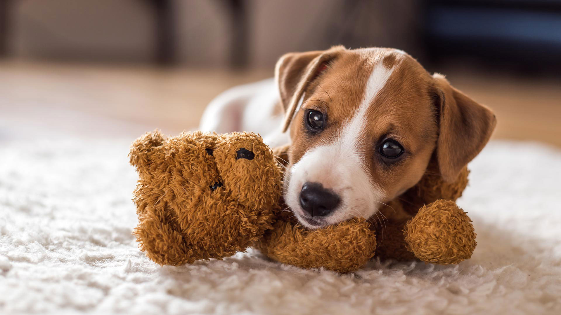 Pet Neutering Local Vets in Cheltenham Dragon Vets