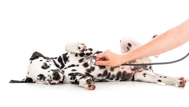Pet Health Scheme | Local Vets in Cheltenham - Dragon Vets Pet Health Scheme | Local Vets in Cheltenham - Dragon Vets
