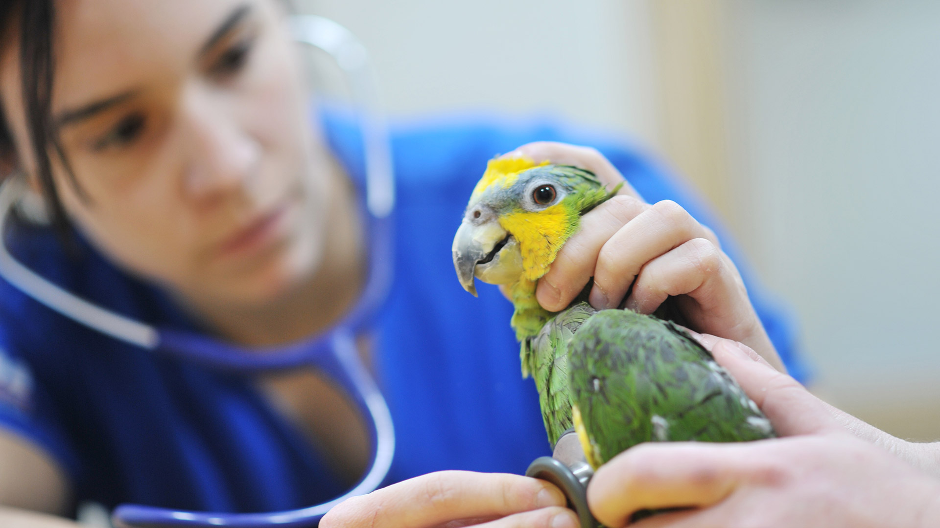 Veterinarian Near Me Exotic Pets - InfoRekomendasi.com