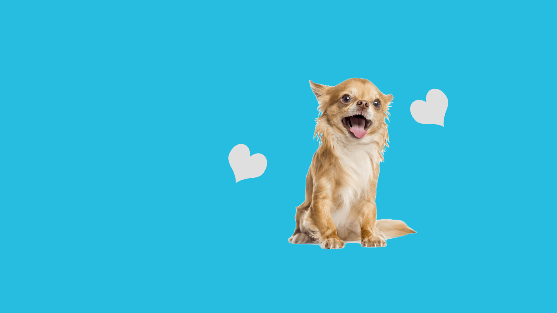 Low Cost Vets Kettering Vaccinations Neutering Microchipping low-cost-vets-kettering-vaccinations-neutering-microchipping