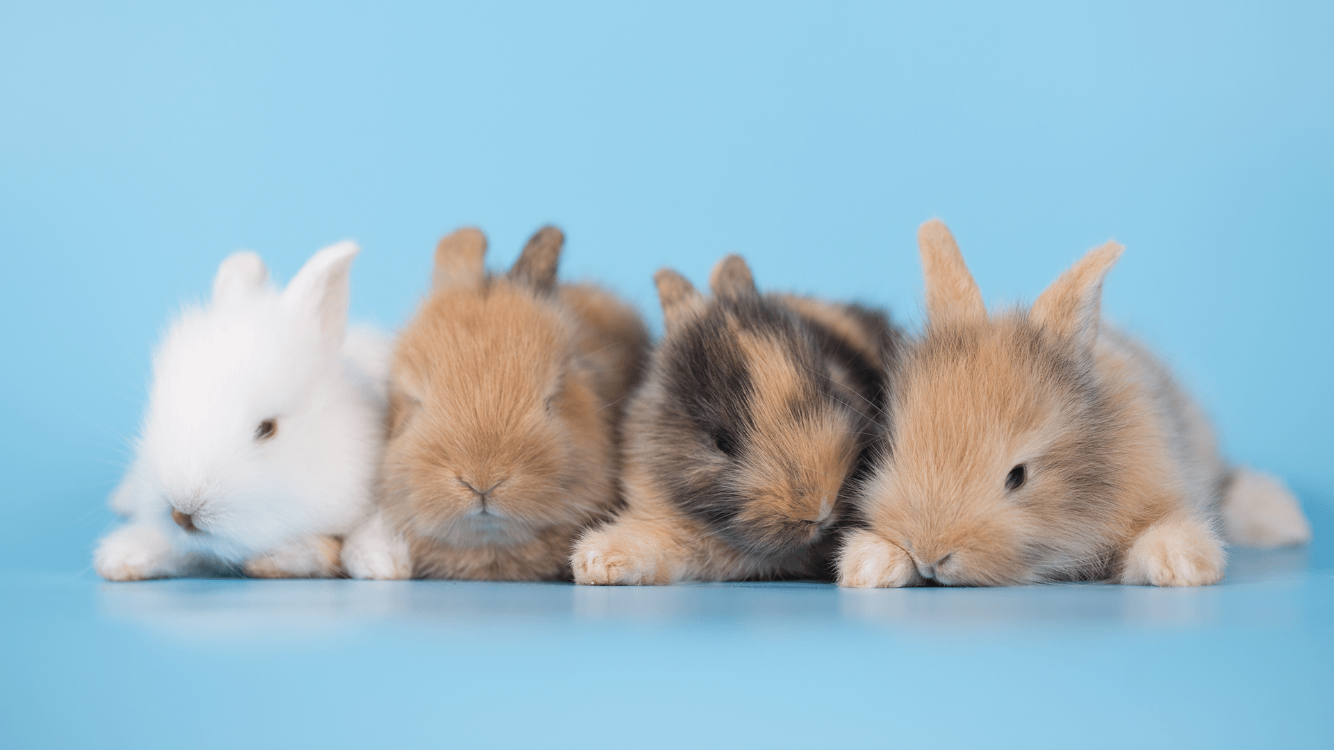 Rabbit vaccinations Pet advice easipetcare vets easipetcare